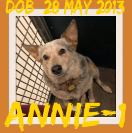 ANNIE-1