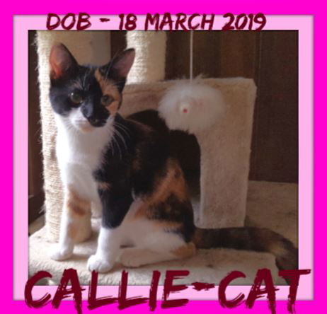 CALLIE-CAT - $150