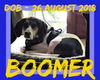 BOOMER
