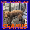 SHAMUS