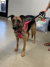 GYPSY-1 - $400