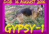 GYPSY-1 - $400