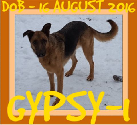 GYPSY-1 - $400