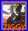 ZIGGY