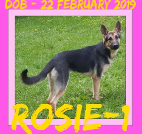 ROSIE-1