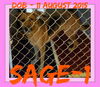 SAGE-1