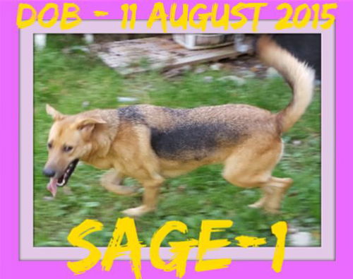 SAGE-1