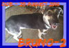 BRUNO-2