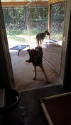 BRUNO-2