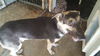 BRUNO-2