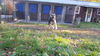 BRUNO-2