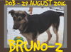 BRUNO-2