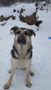BRUNO-2