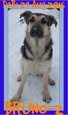 BRUNO-2