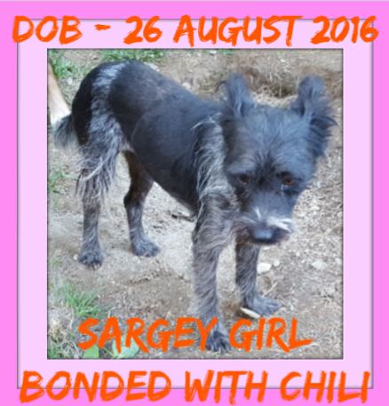 SARGEY-girl BONDED with CHILI