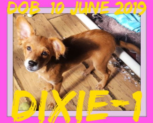 DIXIE-1