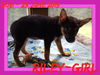 RILEY-Girl