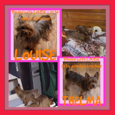 LOUISE - bonded with THELMA