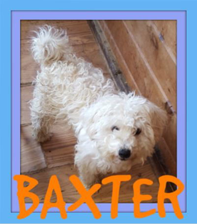 BAXTER