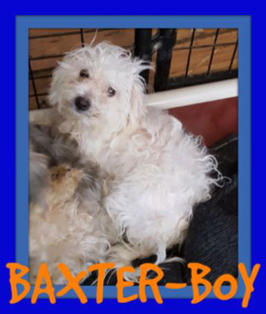 BAXTER-Boy