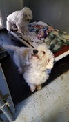 BRODY