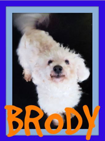 BRODY