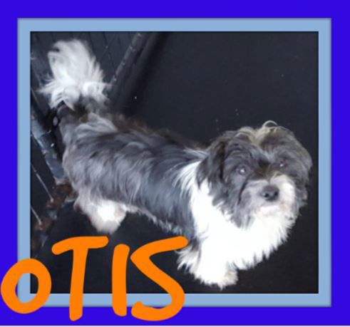 OTIS
