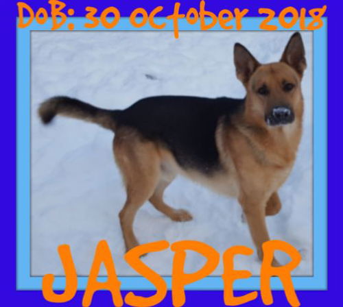 JASPER-Boy