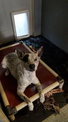 BLITZEN-Boy
