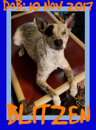 BLITZEN-Boy