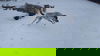 BLITZEN-Boy
