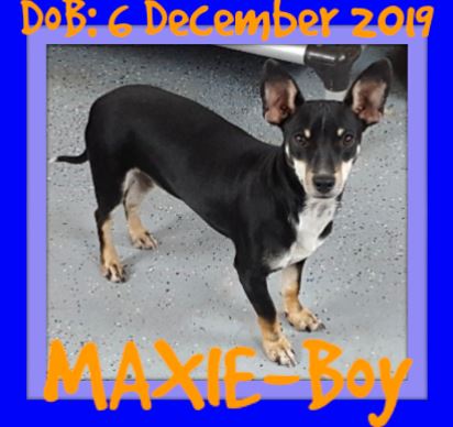 MAXIE-Boy