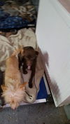 OSCAR-Boy