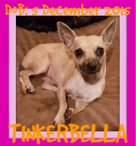 TINKERBELLA