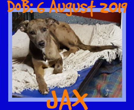 JAX