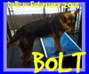 BOLT