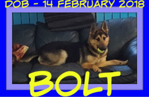 BOLT