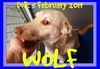 WOLF