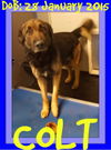 COLT