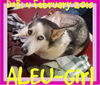 ALEU