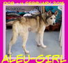 ALEU