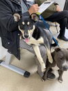 BOOTS - ADOPTION PENDING