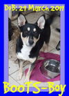 BOOTS - ADOPTION PENDING