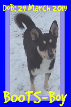 BOOTS - ADOPTION PENDING