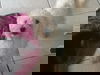 COSMO