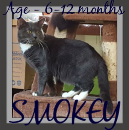 SMOKEY-CAT - PENDING ADOPTION