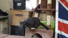 SMOKEY-CAT - PENDING ADOPTION