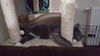 SMOKEY-CAT - PENDING ADOPTION