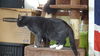 SMOKEY-CAT - PENDING ADOPTION
