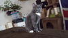 SMOKEY-CAT - PENDING ADOPTION